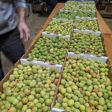 Load image into Gallery viewer, Umeshu (limited edition)